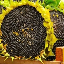 Подсолнечник на Семечки