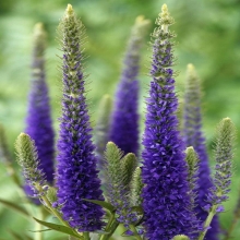 Вероника Голубая (колосковая)