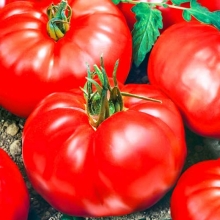 Томат Американский Супергигант (большой пакет)