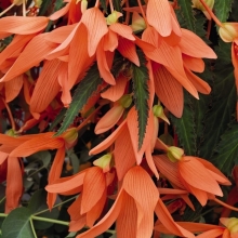 Бегония Копакабана F1 оранжевая боливийская