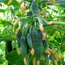 Огурец Само совершенство F1 (большой пакет)