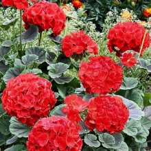 Пеларгония Буллз Ай F1 Скарлет