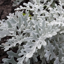 Цинерария Серебряная
