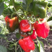 Перец Талисман