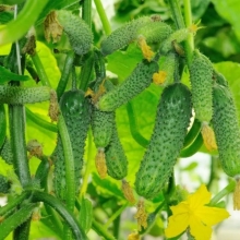 Огурец Санькина любовь®F1 (большой пакет)