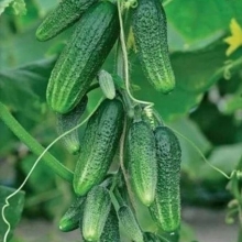 Огурец Сибирская Гирлянда F1
