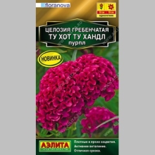 Целозия Ту Хот Ту Хандл Пурпл (гребенчатая)