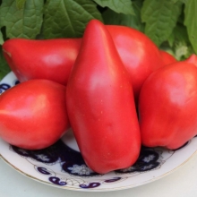 Томат Волчий клык