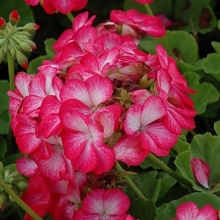 Пеларгония Люстра Биколор зональная