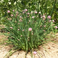 Лук Зеленый великан (шнитт)