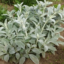 Чистец Овечьи ушки (Стахис) шерстистый