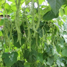 Фасоль Сапфир спаржевая