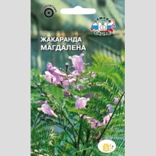 Жакаранда Магдалена (мимозолистная)