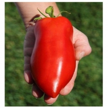 Томат Гаванская сигара