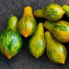 Томат Майкл Поллан