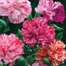 Гвоздика Авранчин (садовая)