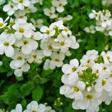 Арабис альпийский Белый