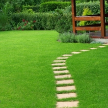 Газонная трава Солнечная поляна 1кг (коробка) (большой пакет)