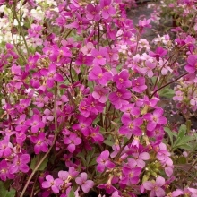 Арабис грандифлора Розовый