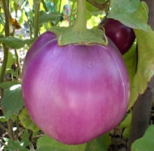 Баклажан Пятачок