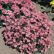 Арабис Пунш альпийский