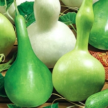 Лагенария Посудовидная