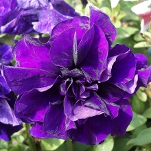 Петуния Дуо Голубой F1