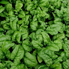 Шпинат Силач