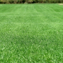 Газонная трава Спортивная площадка 100гр (коробка) (большой пакет)