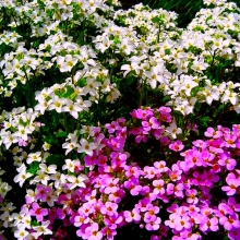 Арабис Смесь окрасок альпийский