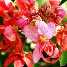 Кассия Феникс яванская