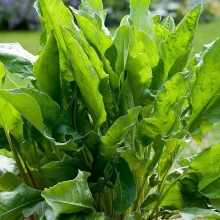 Щавель Крупнолистный