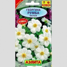 Георгина Румба белая