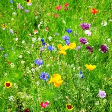 Газонная трава Цветущий луг 100г (коробка) (большой пакет)