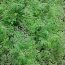 Укроп Испанский Севен (большой пакет)