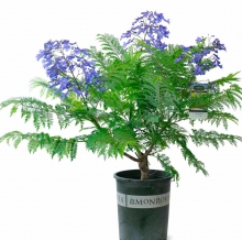 Жакаранда мимозолистная