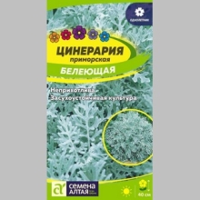 Цинерария Белеющая