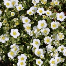 Камнеломка Белый ковёр