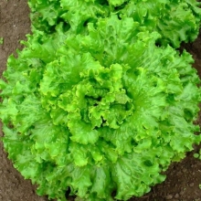 Салат Скоморох