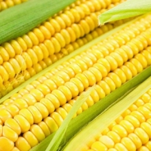 Кукуруза Краснодарский сахарный 250 СВ F1