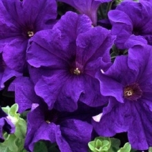 Петуния Игл Синяя F1