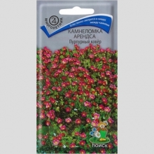 Камнеломка Пурпурный ковёр