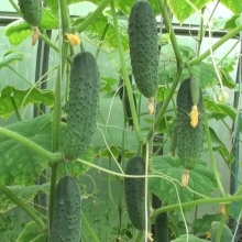 Огурец Щедрая душа F1