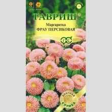 Маргаритка Фрау Персиковая
