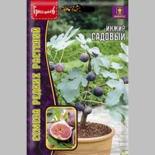 Инжир Садовый (большой пакет)