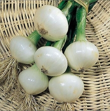 Лук Изумруд шалот