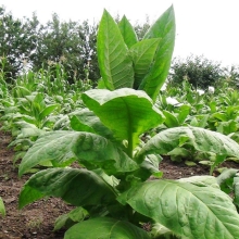 Табак Oriental курительный (большой пакет)