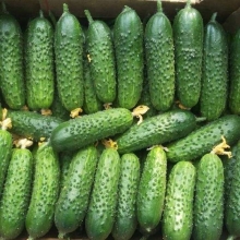 Огурец Самкон F1