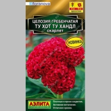 Целозия Ту Хот Ту Хандл Скарлет (гребенчатая)