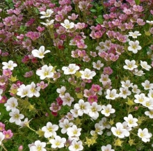 Камнеломка Флорал карпет